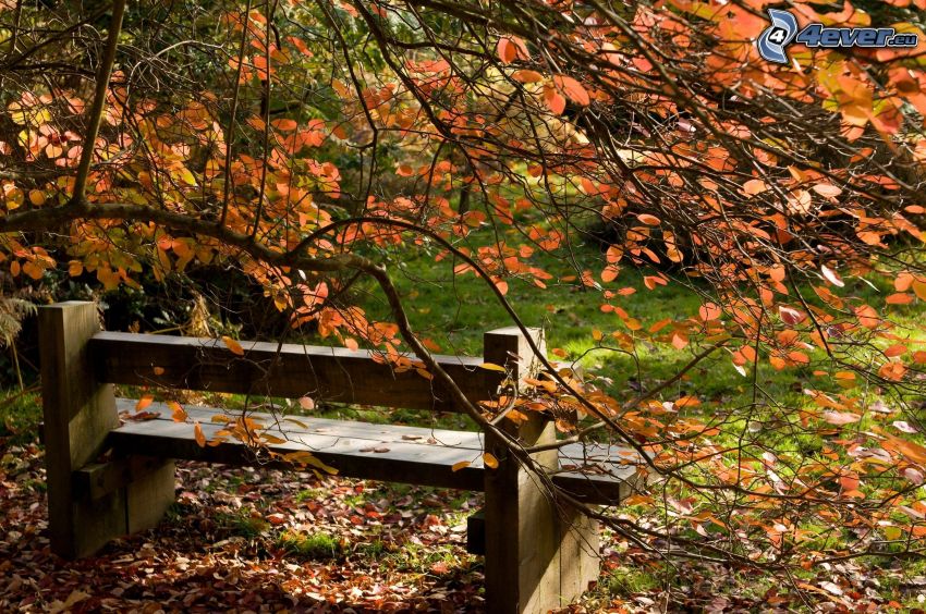 banc, arbre en automne