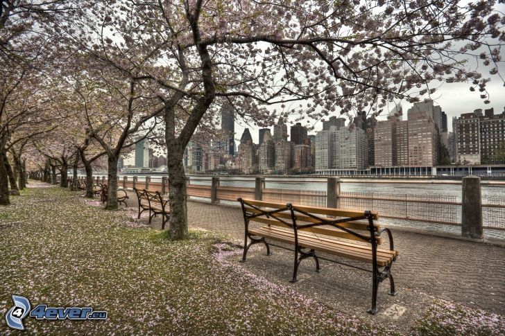 banc, arbre fleuri