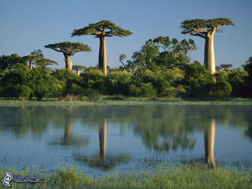 baobabs, rivière, forêt