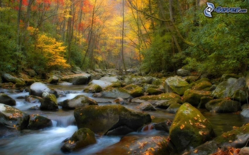 bois d'automne coloré, arbres colorés, ruisseau, pierres
