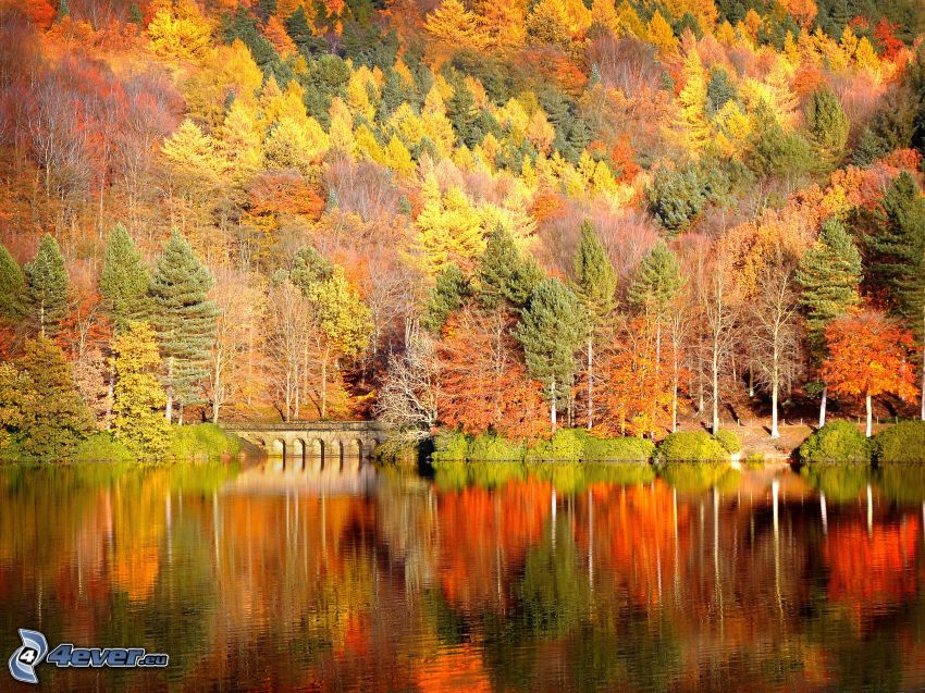 bois d'automne coloré, lac
