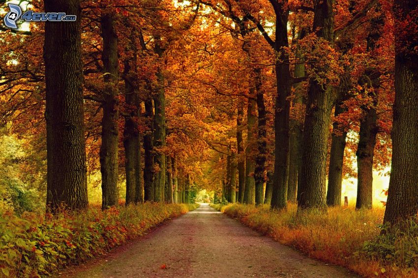 bois d'automne rouge, route par la forêt