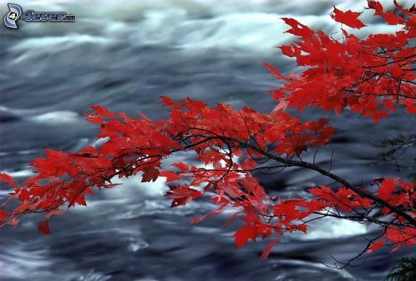 branche, feuilles rouges, eau
