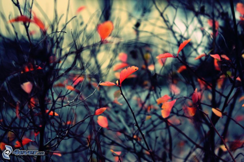 branches, feuilles rouges