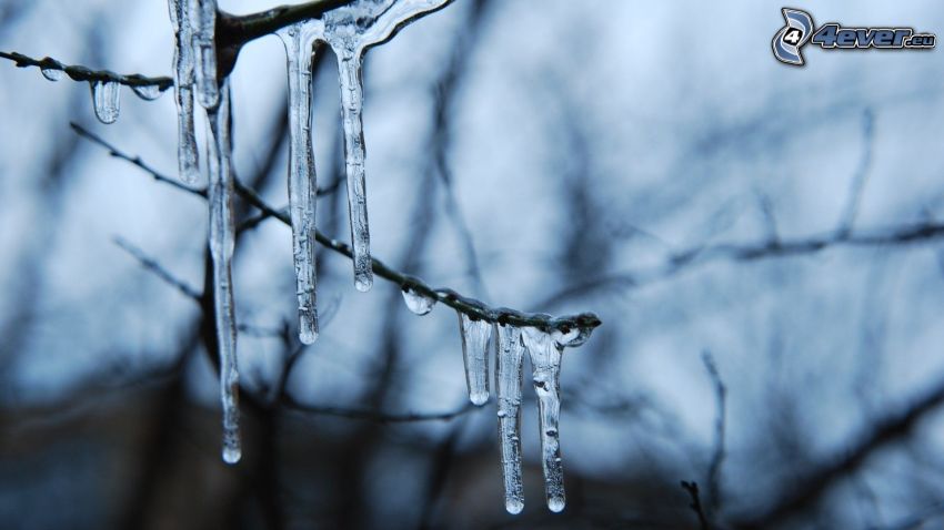 branches, stalactite de glace