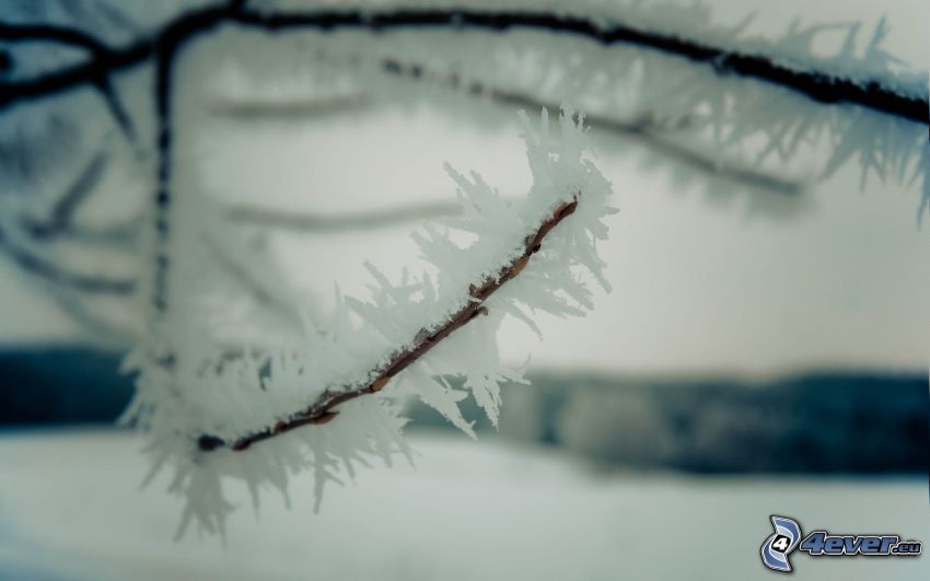 branches surgelés, neige