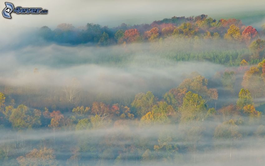 brouillard, arbres colorés