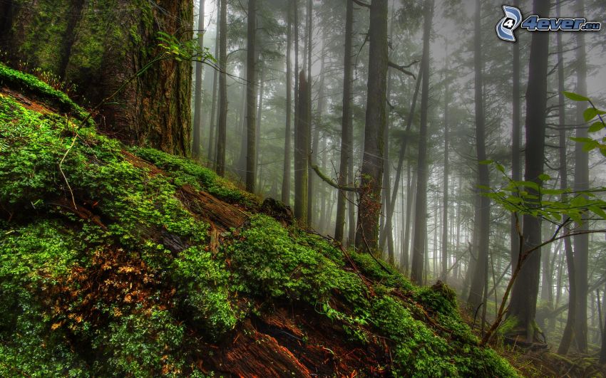 brouillard dans la forêt, vert, colline
