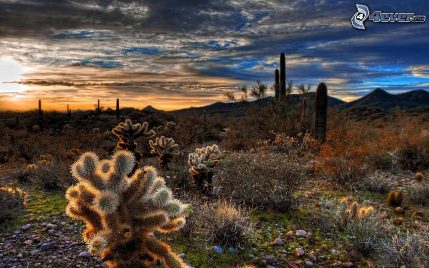 cactus, lever du soleil