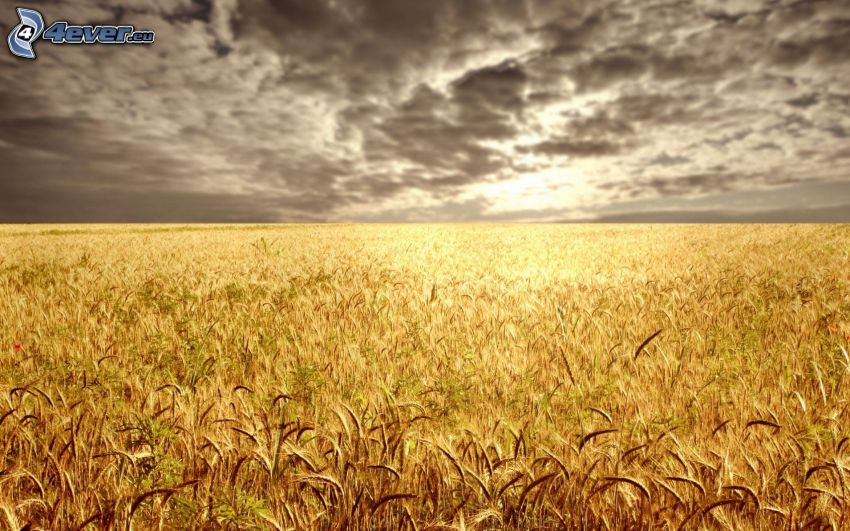 champ de blé, champ de maïs, nuages sombres