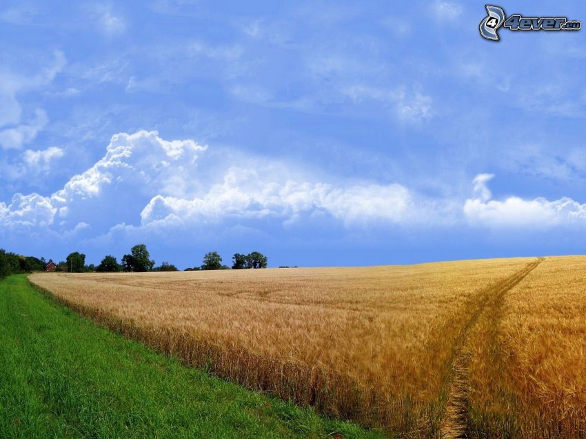 champ de blé mûr, ciel bleu, nuages