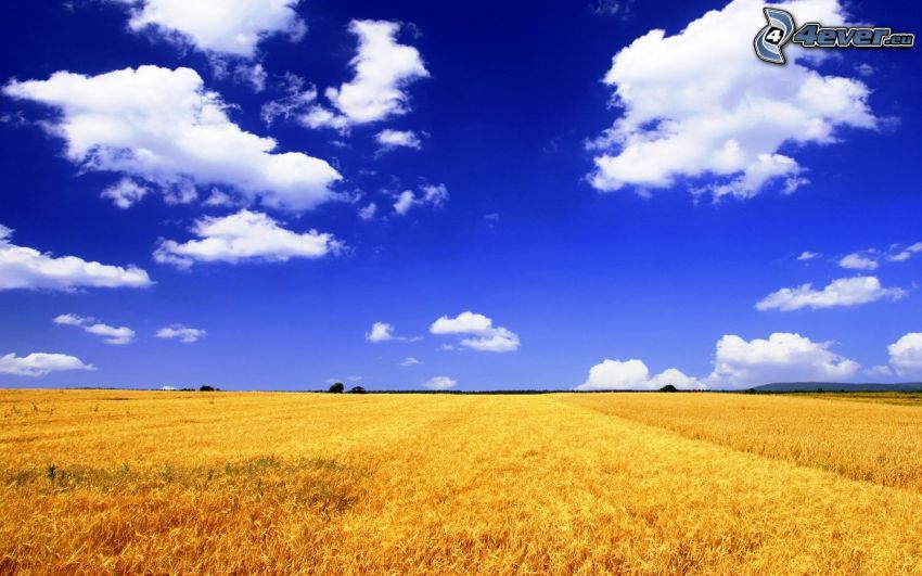 champ de blé mûr, nuages
