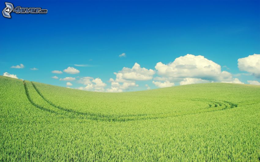 champ de maïs vert, nuages