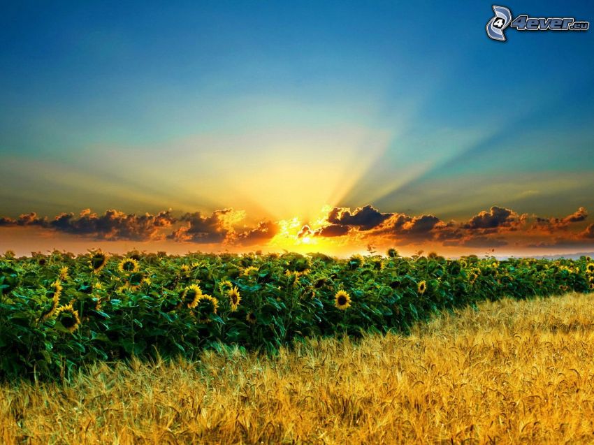 champ de tournesol, coucher du soleil dans le champ
