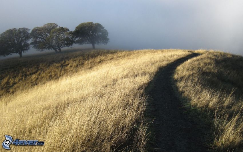 chemin de campagne, arbres