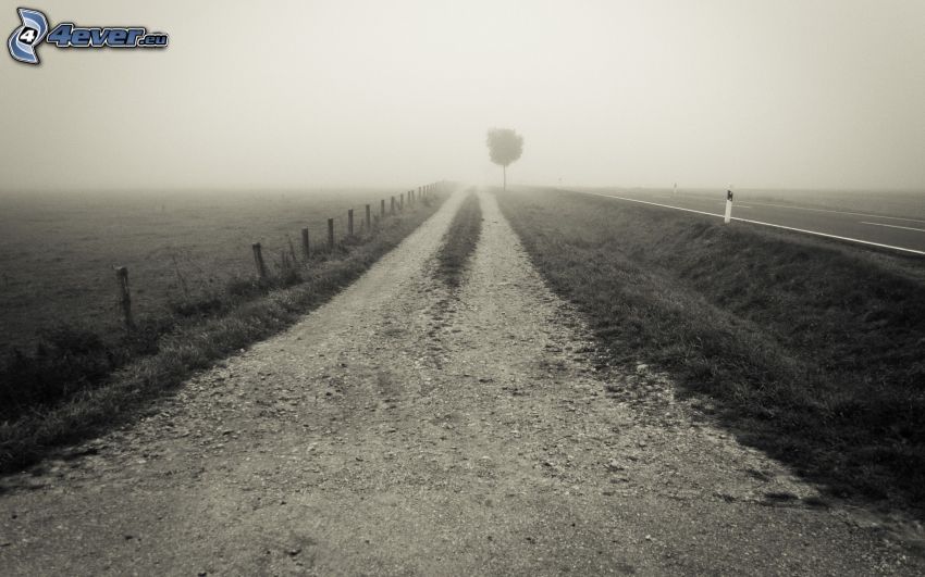 chemin de campagne, brouillard, arbre solitaire