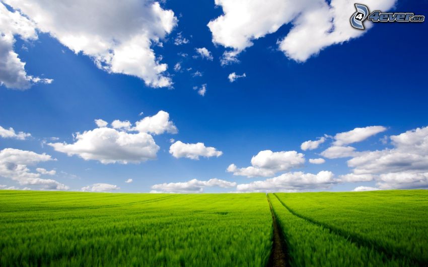 chemin de campagne, champ de maïs vert, nuages, ciel bleu