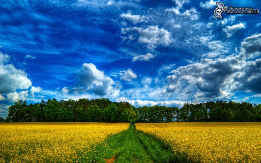 chemin de campagne, champ jaune, bosquet, nuages