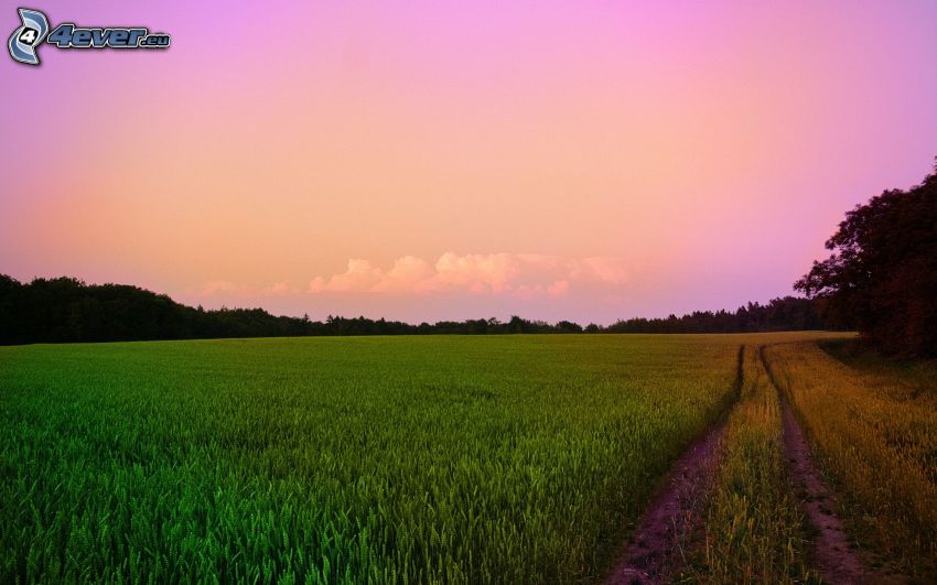 chemin de campagne, ciel violet, soirée