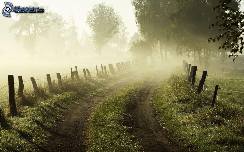 chemin de campagne, clôture, arbres, brouillard au sol