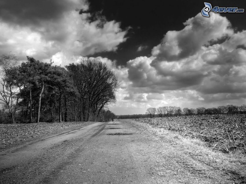 chemin de campagne, forêt, nuages, photo noir et blanc