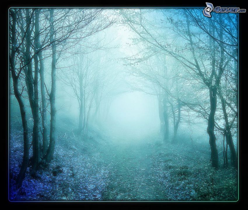 chemin forestier, brouillard