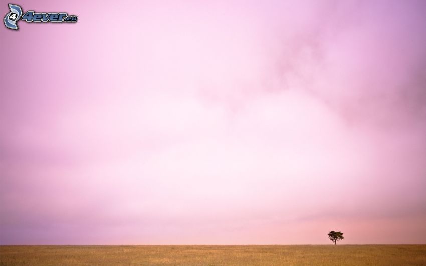 ciel violet, champ, arbre solitaire