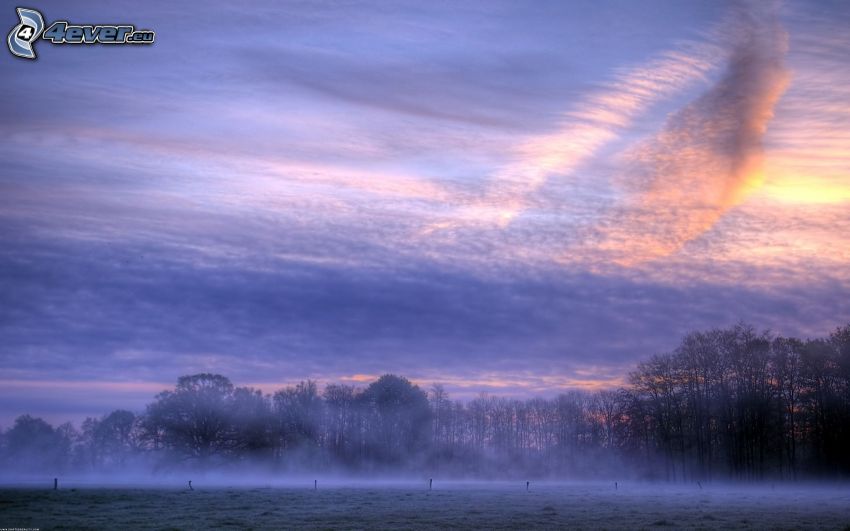 ciel violet, forêt, brouillard au sol