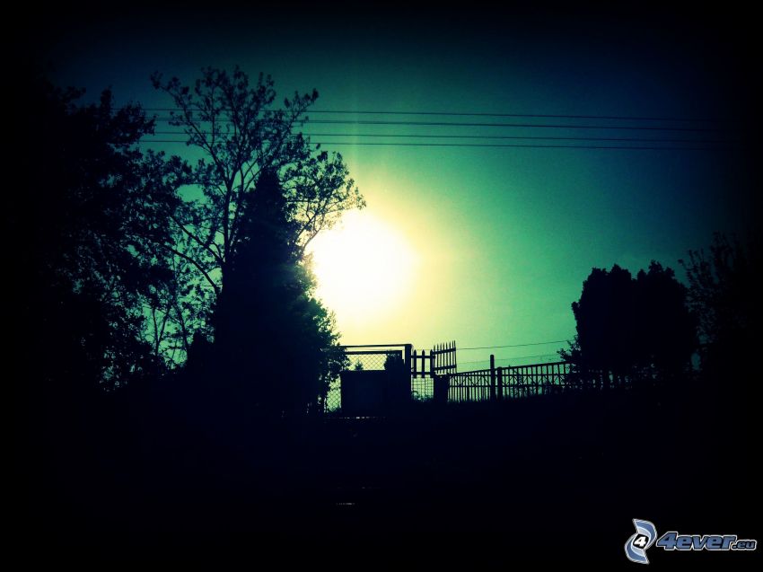 coucher du soleil, silhouettes d'arbres, clôture