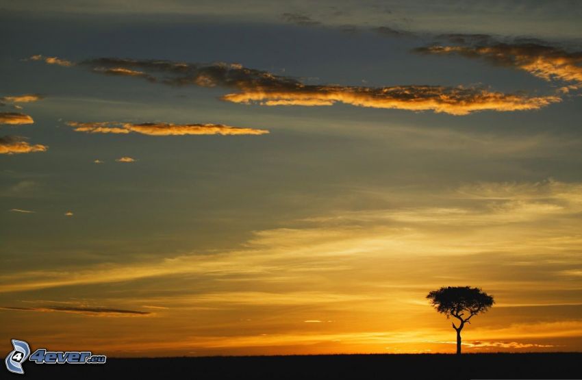 coucher du soleil sur la savane, arbre solitaire, silhouette de l'arbre, prairie, aube du soir