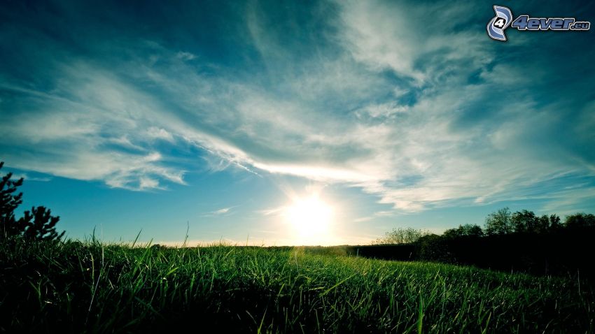 lever du soleil, prairie verte, l'herbe, nuages