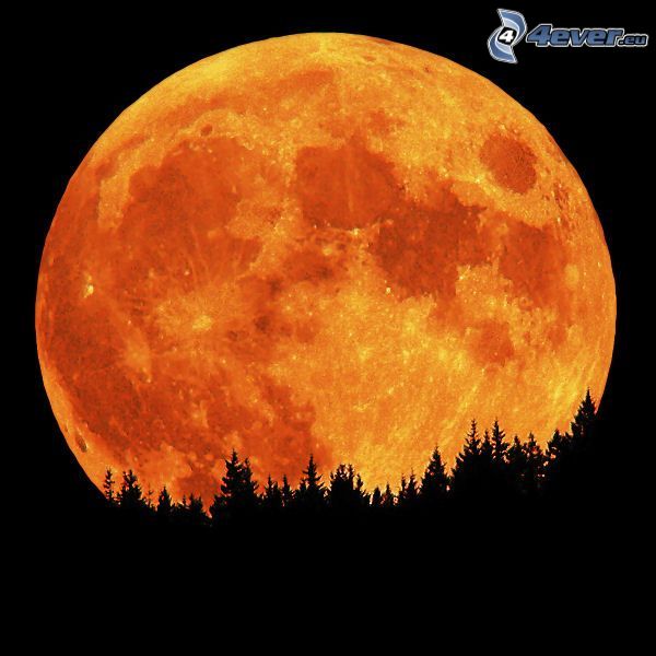 lune orange, lune pleine, silhouette d'une forêt, silhouettes d'arbres