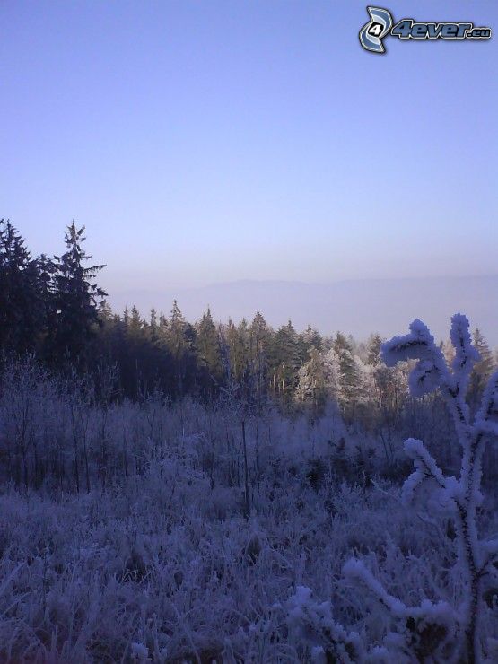 neige, givre, nature