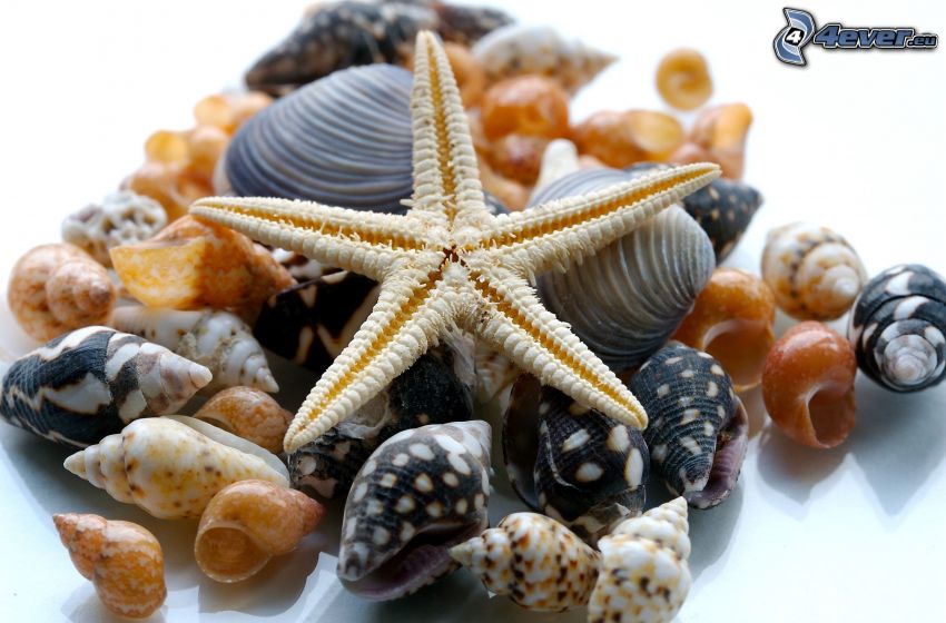 coquillages, étoile de mer