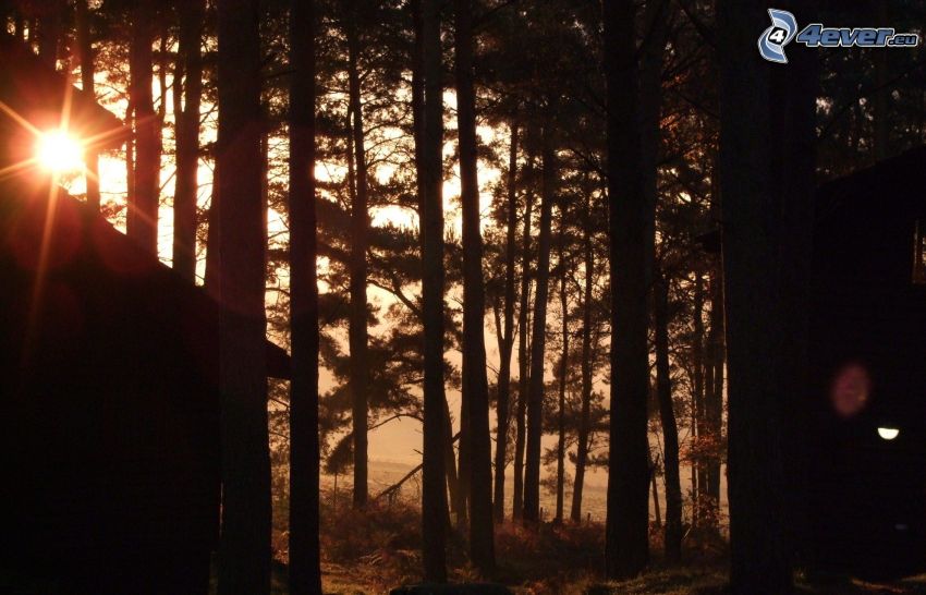 couchage de soleil dans la forêt, forêt sombre