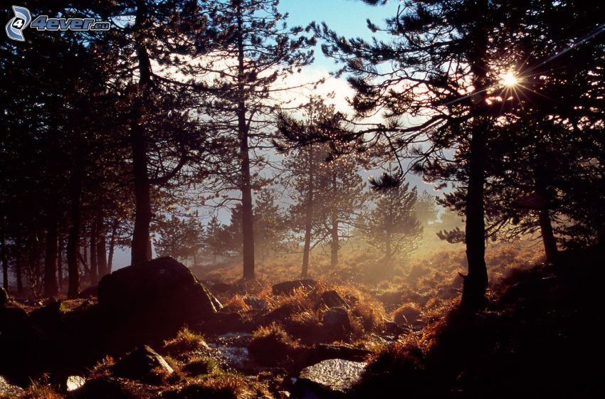 couchage de soleil dans la forêt, silhouettes d'arbres, chemin