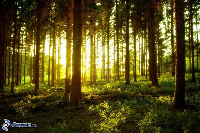couchage de soleil dans la forêt, vert