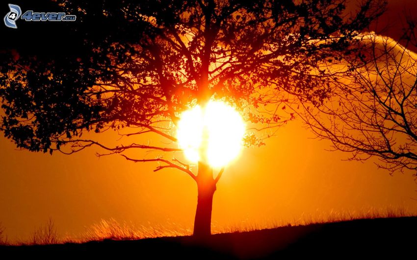 couchage de soleil derrière un arbre, silhouette de l'arbre