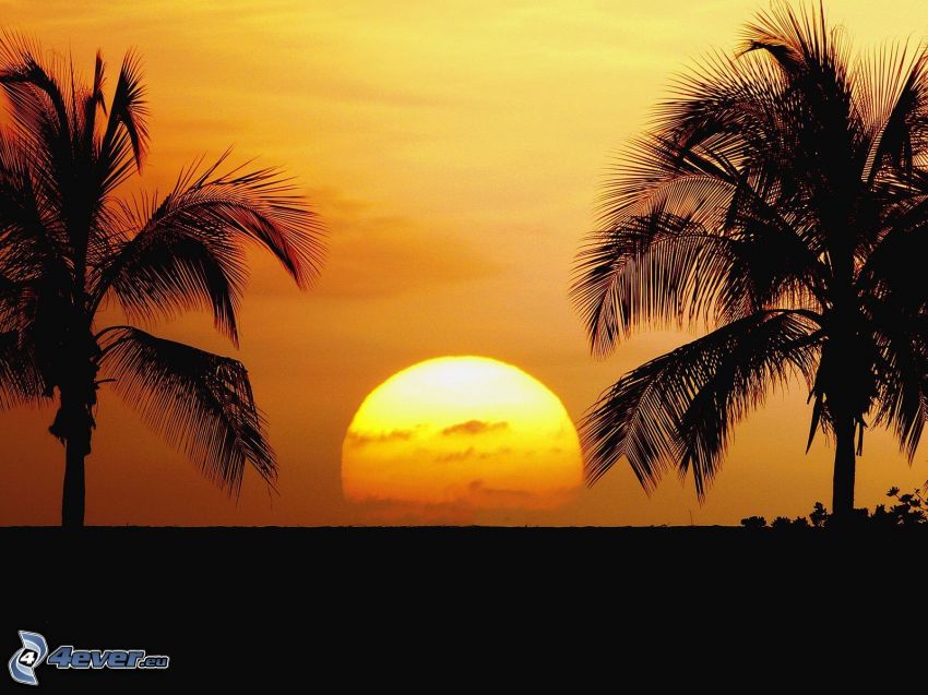 coucher du soleil, palmiers
