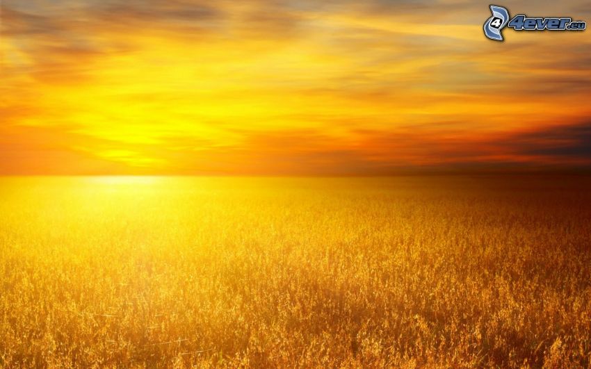 coucher du soleil dans le champ, ciel jaune