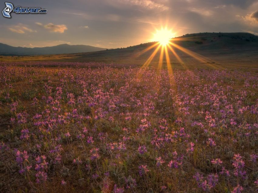 coucher du soleil dans une prairie, fleurs violettes