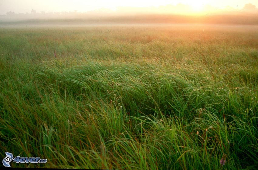 coucher du soleil dans une prairie, l'herbe haute