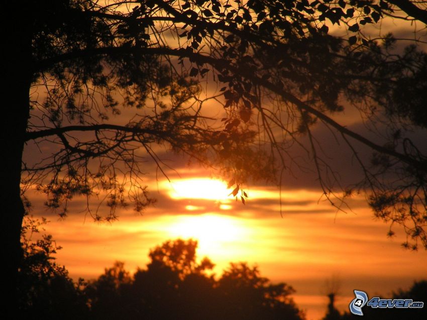 coucher du soleil orange, ciel du soir, silhouettes d'arbres
