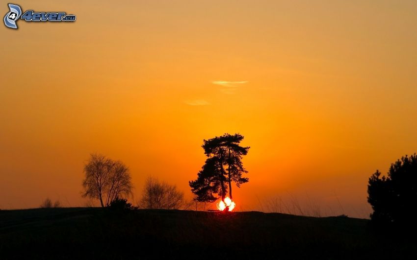 coucher du soleil orange, silhouettes d'arbres, ciel orange, couchage de soleil derrière un arbre