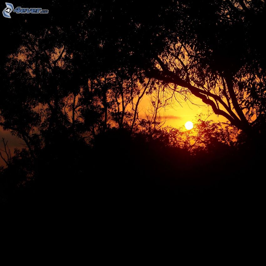coucher du soleil sur la forêt, silhouettes d'arbres