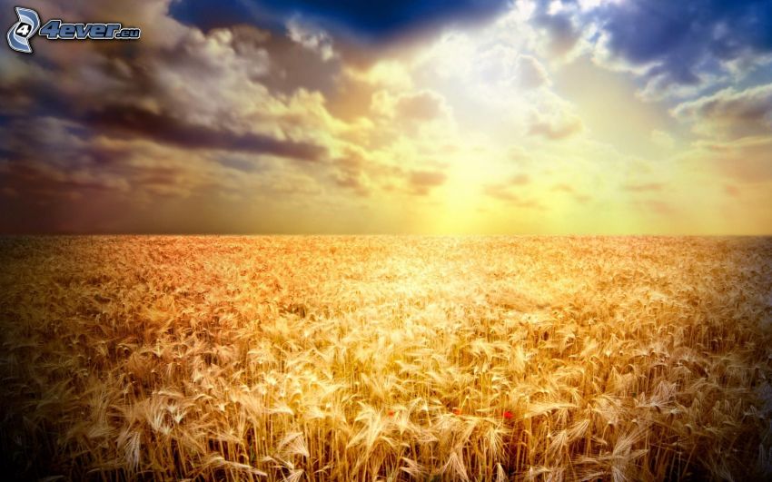 Coucher du soleil sur le champ, champ de maïs, champ de blé, ciel