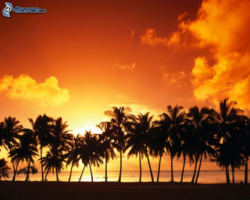coucher du soleil sur les palmiers, palmiers au coucher du soleil, mer, plage