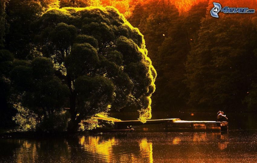 couple au bord du lac, grand arbre, jetée en bois