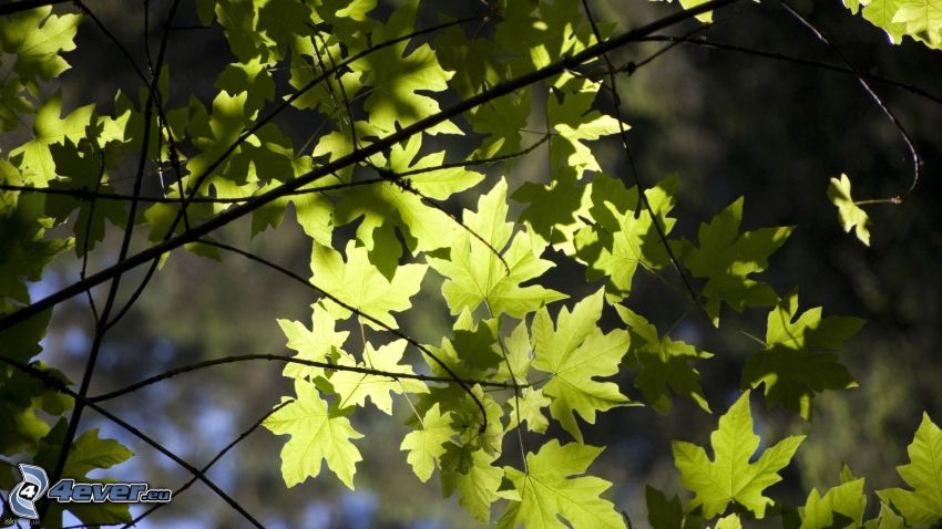 des feuilles vertes sur une branche