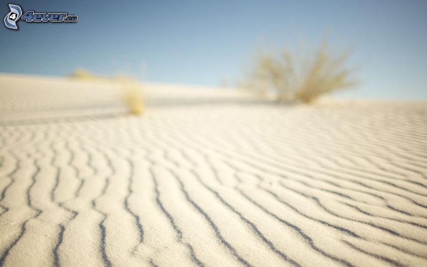 désert, sable, arbustes